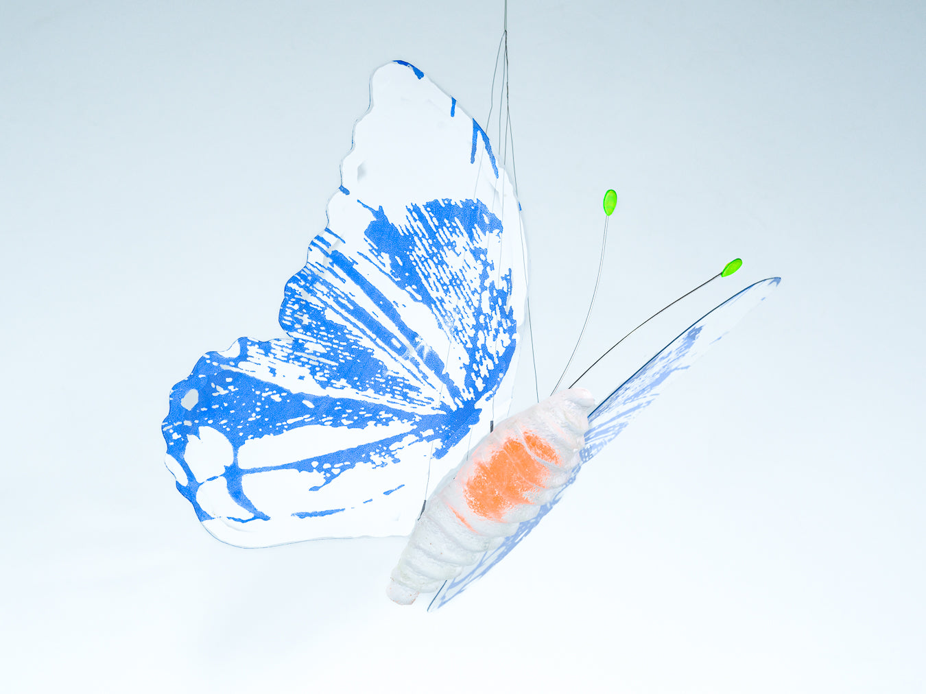 Papillion Transparent- blue