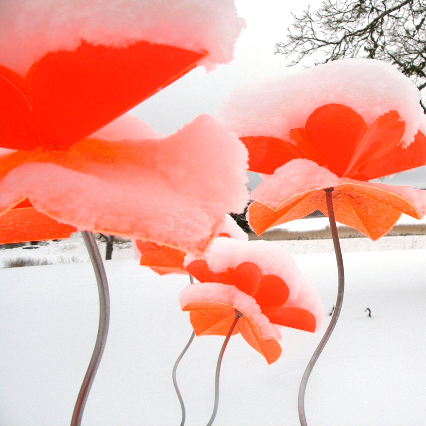 Poppy Flower Skewed 30- 40 cm, flower ca 12 cm diam, all individual